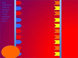 DNA
polymerase
comes in
and gives
the first
strand
matching
pairs of
bases.
 