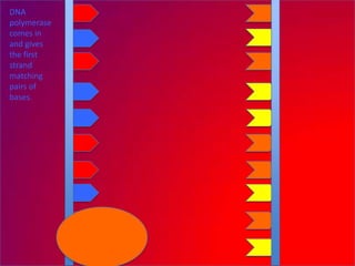 DNA
polymerase
comes in
and gives
the first
strand
matching
pairs of
bases.
 