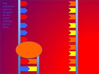 DNA
polymerase
comes in
and gives
the first
strand
matching
pairs of
bases.
 