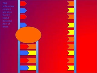 DNA
polymerase
comes in
and gives
the first
strand
matching
pairs of
bases.
 