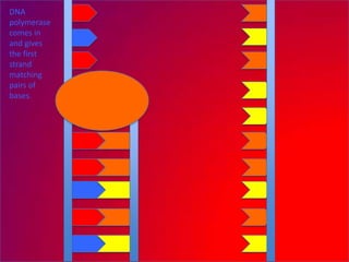 DNA
polymerase
comes in
and gives
the first
strand
matching
pairs of
bases.
 