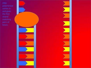 DNA
polymerase
comes in
and gives
the first
strand
matching
pairs of
bases.
 