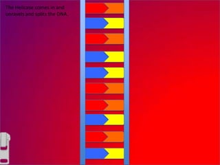 The Helicase comes in and
unravels and splits the DNA.
 