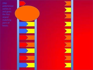 DNA
polymerase
comes in
and gives
the first
strand
matching
pairs of
bases.
 