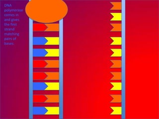 DNA
polymerase
comes in
and gives
the first
strand
matching
pairs of
bases.
 