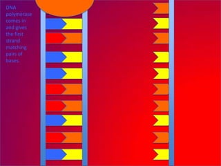DNA
polymerase
comes in
and gives
the first
strand
matching
pairs of
bases.
 