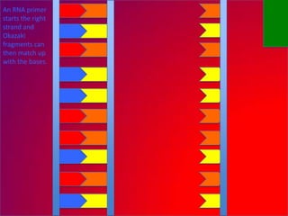An RNA primer
starts the right
strand and
Okazaki
fragments can
then match up
with the bases.
 