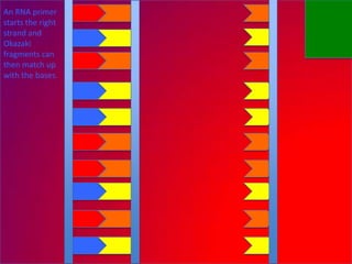 An RNA primer
starts the right
strand and
Okazaki
fragments can
then match up
with the bases.
 