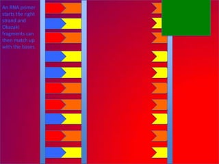 An RNA primer
starts the right
strand and
Okazaki
fragments can
then match up
with the bases.
 