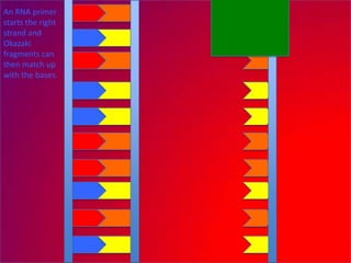 An RNA primer
starts the right
strand and
Okazaki
fragments can
then match up
with the bases.
 