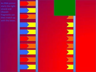 An RNA primer
starts the right
strand and
Okazaki
fragments can
then match up
with the bases.
 