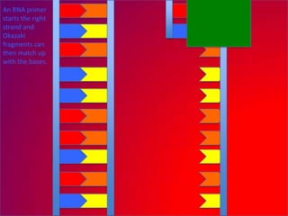 An RNA primer
starts the right
strand and
Okazaki
fragments can
then match up
with the bases.
 