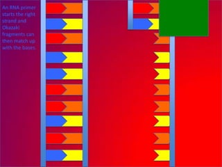 An RNA primer
starts the right
strand and
Okazaki
fragments can
then match up
with the bases.
 