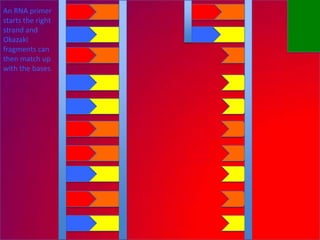 An RNA primer
starts the right
strand and
Okazaki
fragments can
then match up
with the bases.
 