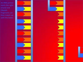 An RNA primer
starts the right
strand and
Okazaki
fragments can
then match up
with the bases.
 