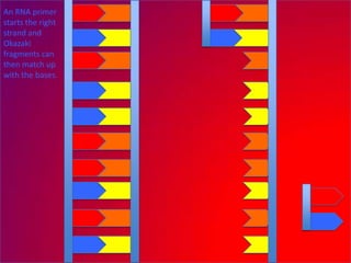 An RNA primer
starts the right
strand and
Okazaki
fragments can
then match up
with the bases.
 