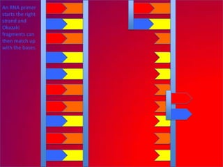 An RNA primer
starts the right
strand and
Okazaki
fragments can
then match up
with the bases.
 