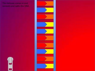 The Helicase comes in and
unravels and splits the DNA.
 