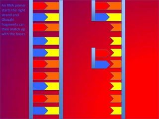 An RNA primer
starts the right
strand and
Okazaki
fragments can
then match up
with the bases.
 