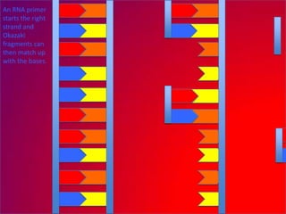 An RNA primer
starts the right
strand and
Okazaki
fragments can
then match up
with the bases.
 