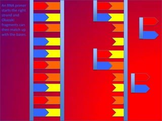 An RNA primer
starts the right
strand and
Okazaki
fragments can
then match up
with the bases.
 