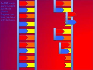An RNA primer
starts the right
strand and
Okazaki
fragments can
then match up
with the bases.
 
