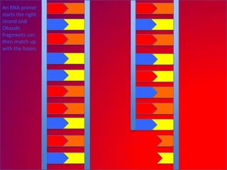 An RNA primer
starts the right
strand and
Okazaki
fragments can
then match up
with the bases.
 