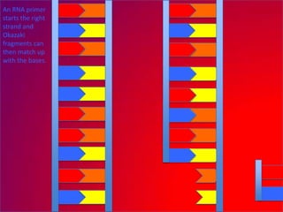 An RNA primer
starts the right
strand and
Okazaki
fragments can
then match up
with the bases.
 