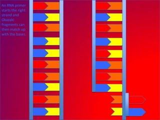 An RNA primer
starts the right
strand and
Okazaki
fragments can
then match up
with the bases.
 