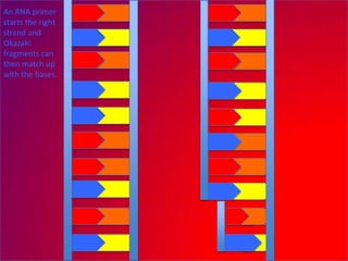An RNA primer
starts the right
strand and
Okazaki
fragments can
then match up
with the bases.
 