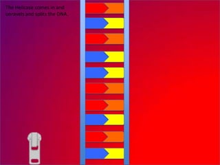 The Helicase comes in and
unravels and splits the DNA.
 