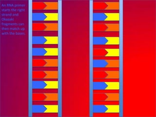An RNA primer
starts the right
strand and
Okazaki
fragments can
then match up
with the bases.
 