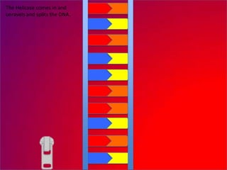The Helicase comes in and
unravels and splits the DNA.
 