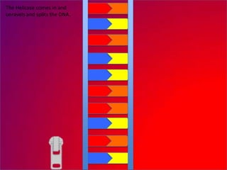 The Helicase comes in and
unravels and splits the DNA.
 
