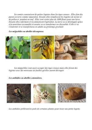 les osmies construisent de petites logettes dans les tiges creuses . Elles font des
parois en terre comme séparation. Ensuite elles remplissent les logettes de nectar et
de pollen et pondent un œuf. Elles vont visiter plus de 1000 fleurs pour une larve.
Ensuite elles referment et recommencent l'opération. La larve va se développer grâce
à la nourriture accumulée et ensuite va se transformer en chrysalide. Celle-ci va
s'endormir et se transformera en adulte au printemps prochain
Les mégachiles ou abeilles découpeuse.
Les mégachiles vont aussi occuper des tiges creuses mais elles feront des
logettes avec des morceaux de feuilles qu'elles auront découper.
Les anthidies ou abeilles cotonnières.
Les anthidies prélèvent les poils de certaines plantes pour tisser une petite logette.
 