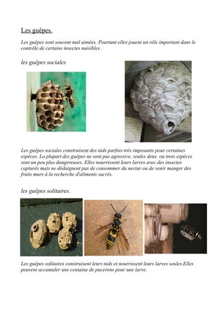 Les guêpes.
Les guêpes sont souvent mal aimées. Pourtant elles jouent un rôle important dans le
contrôle de certains insectes nuisibles .
les guêpes sociales
Les guêpes sociales construisent des nids parfois très imposants pour certaines
espèces. La plupart des guêpes ne sont pas agressive, seules deux ou trois espèces
sont un peu plus dangereuses. Elles nourrissent leurs larves avec des insectes
capturés mais ne dédaignent pas de consommer du nectar ou de venir manger des
fruits murs à la recherche d'aliments sucrés.
les guêpes solitaires.
Les guêpes solitaires construisent leurs nids et nourrissent leurs larves seules.Elles
peuvent accumuler une centaine de pucerons pour une larve.
 