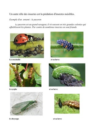 Un autre rôle des insectes est la prédation d'insectes nuisibles.
Exemple d'un ennemi : le puceron
Le puceron est un grand ravageur, il vit souvent en très grandes colonies qui
affaiblissent les plantes. Par contre de nombreux insectes en sont friands.
La coccinelle et sa larve
le syrphe et sa larve
le chrysope et sa larve
 