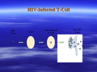 HIV-Infected T-Cell HIV Virus T-Cell HIV Infected T-Cell New HIV Virus 