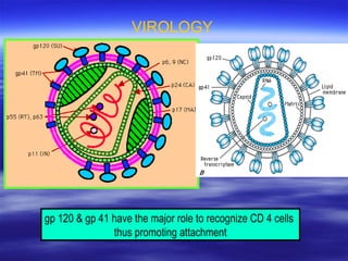 VIROLOGY gp 120 & gp 41 have the major role to recognize CD 4 cells  thus promoting attachment 