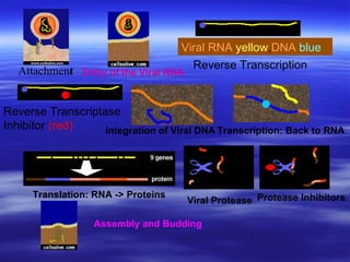Reverse Transcriptase  Inhibitor  (red) Protease Inhibitors  Viral RNA   yellow , DNA   blue Attachmen t Entry of the Viral RNA   Reverse Transcription Translation: RNA -> Proteins   Viral Protease   Assembly and Budding   Integration of Viral DNA   Transcription: Back to RNA   
