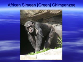 African Simean [Green] Chimpanzee 