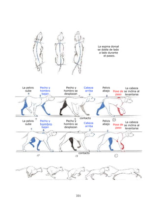 La espina dorsal
se dobla de lado
a lado durante
el paseo.
La pelvis
sube
La cabeza
se inclina al
levantarse
Pecho y
hombro
bajan
Pelvis
abajo
contacto
contacto
Cabeza
arriba
Pecho y
hombro se
desplazan
Pose de
paso
La pelvis
sube
Pecho y
hombro
bajan
Pelvis
abajoCabeza
arriba
Pecho y
hombro se
desplazan
Pose de
paso
La cabeza
se inclina al
levantarse
331
 