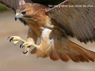 Me voy a tener que cortar las uñas …. 