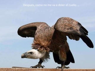 Después, como no me va a doler el cuello … 