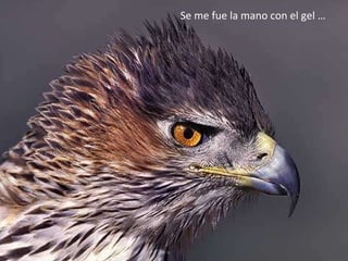 Se me fue la mano con el gel … 