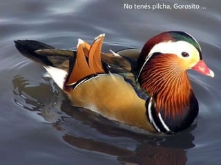 No tenés pilcha, Gorosito … 