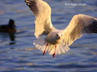 Acá llego, chicas … 