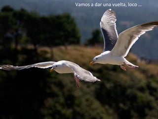 Vamos a dar una vuelta, loco … 