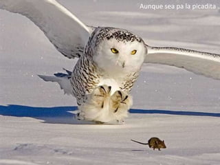 Aunque sea pa la picadita … 