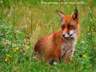 Pará, sacáme con mi mejor perfil … 